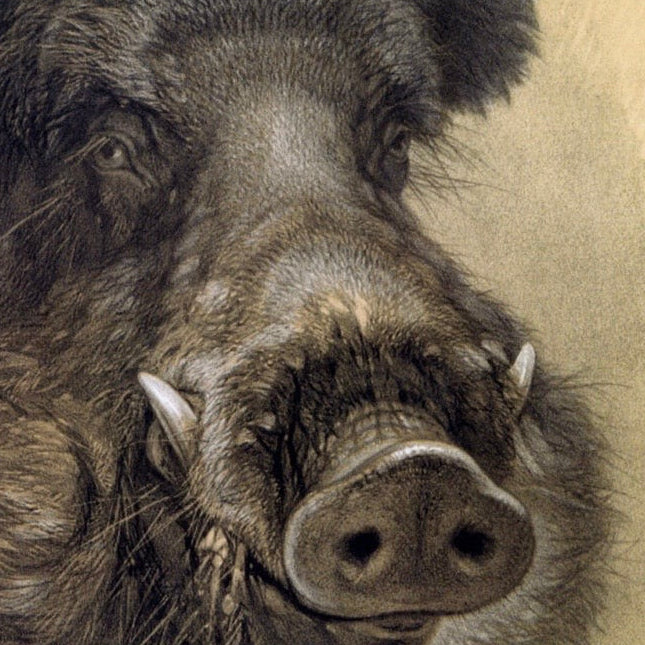 The Wild Boar – Friedrich Specht