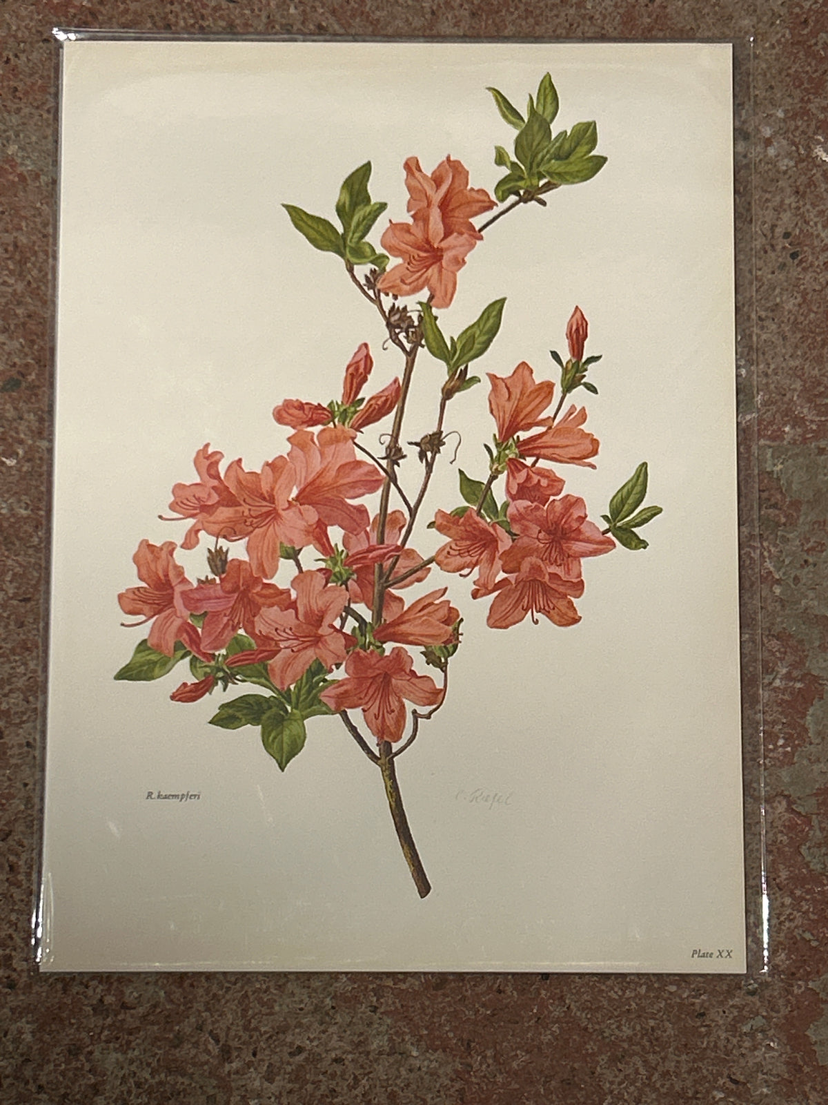 Rhododendron-Vintage-Druck | C. Riefel 1958 Floral - R Kaempferi - Tafel XX Lachsrosa