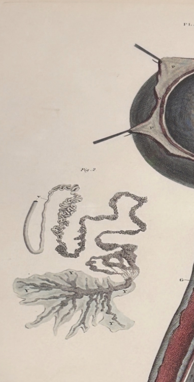 W. H. Lizars Anatomical Print — Male Reproductive Anatomy - Plate XC Reproduction