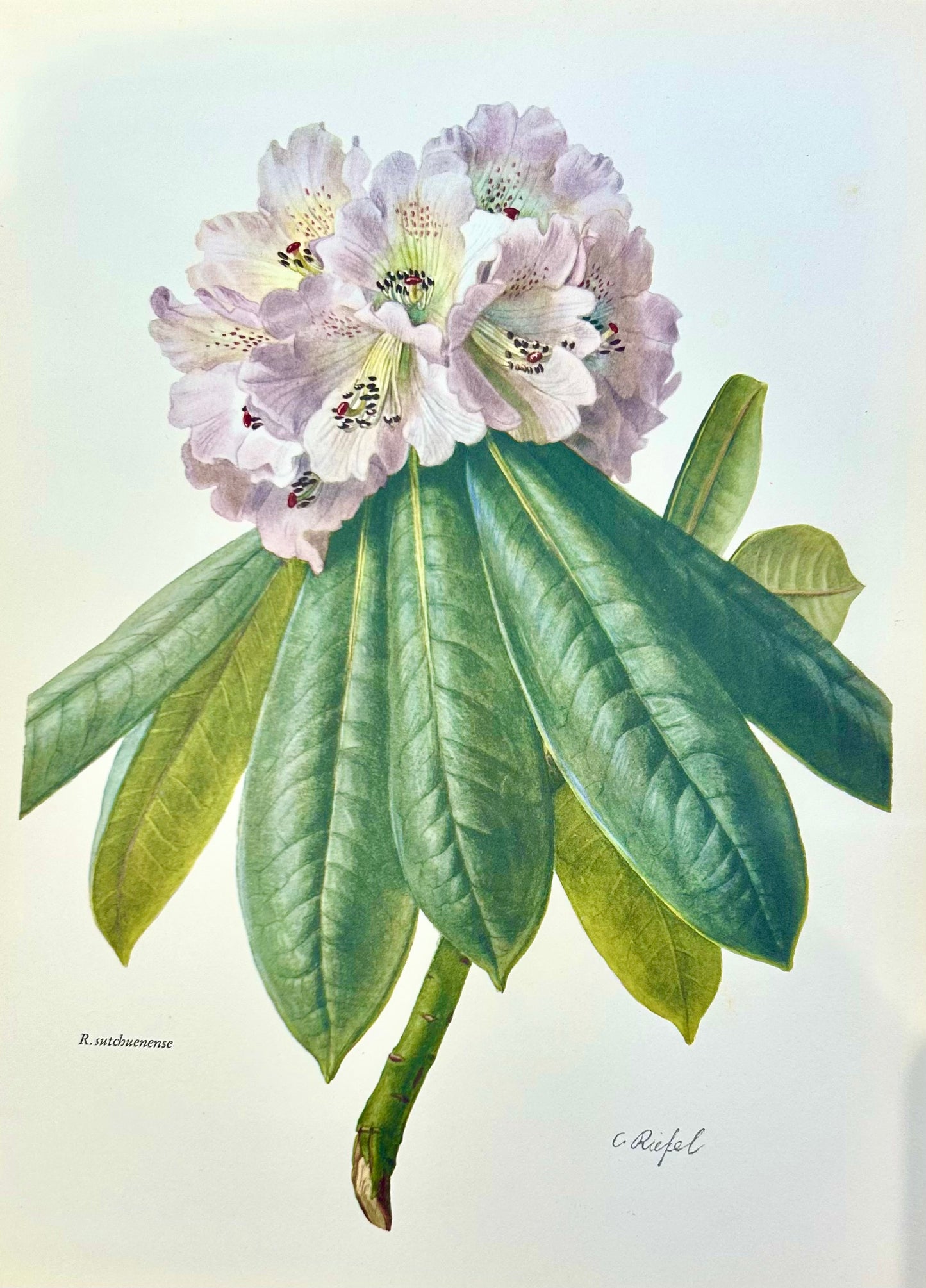 Rhododendron Vintage Print | C. Riefel 1958 Floral - Plate