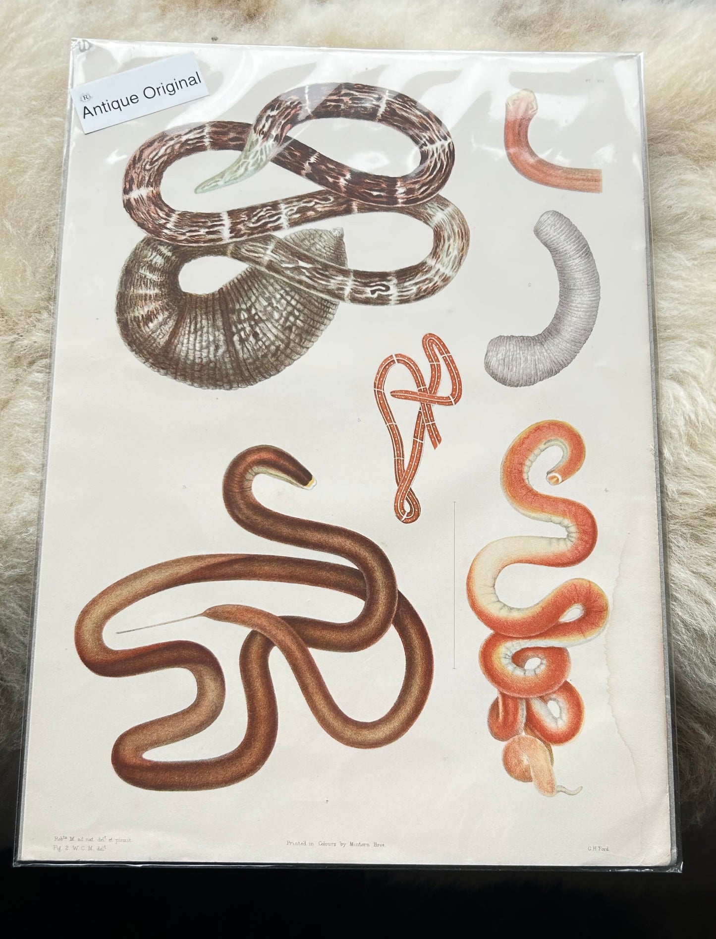 Ray Society 19thc. Scientific Illustration - Plate VII – Nemertea Worm Chromolithograph