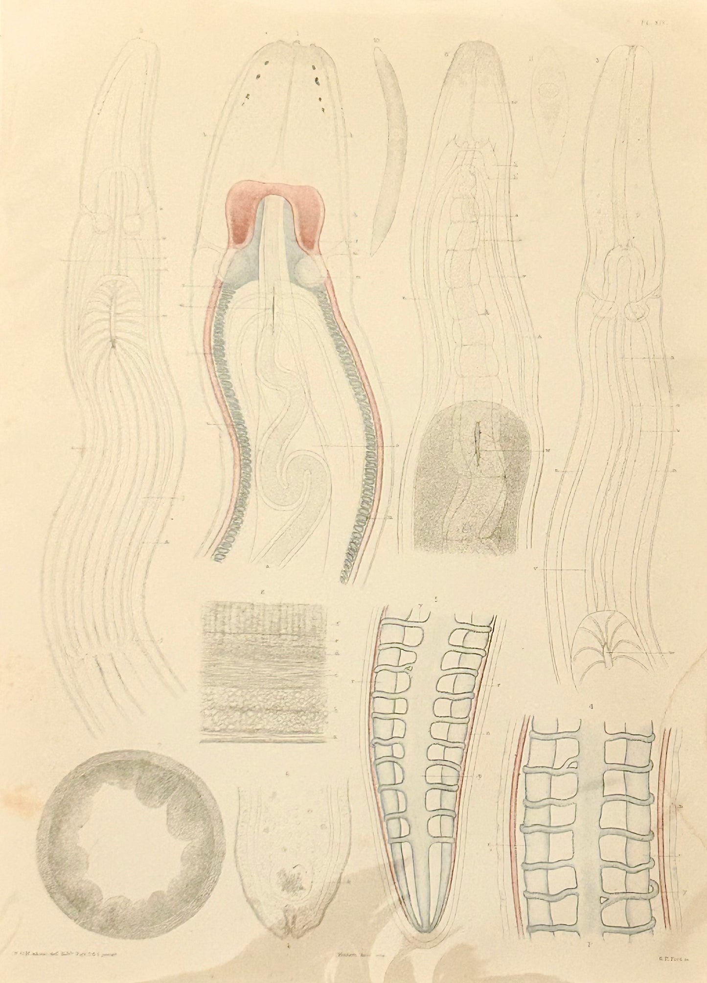 Worm Morphology