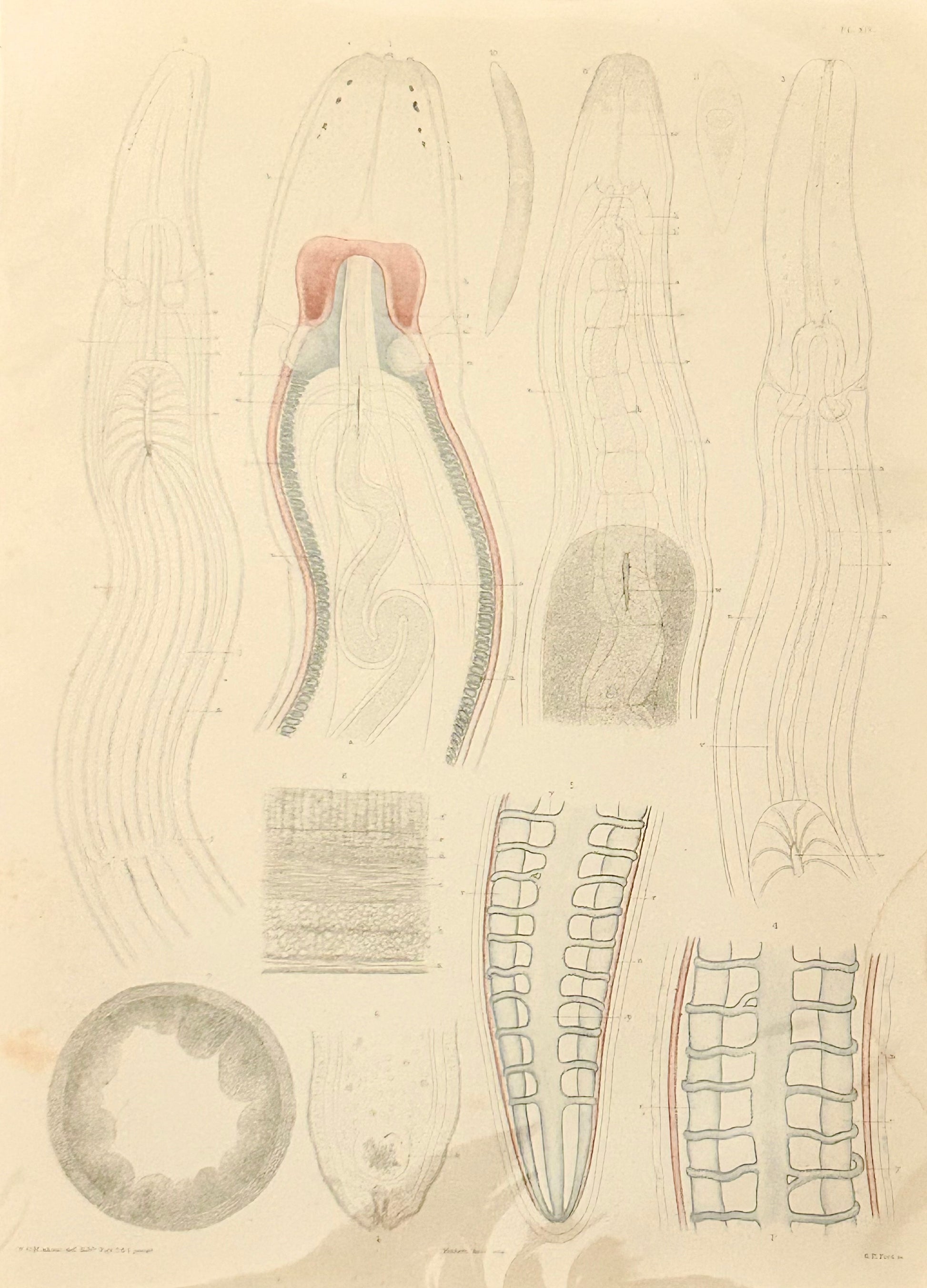 Uncover the quiet elegance of the unseen. This rare scientific illustration—originally published in a 19th-century zoological compendium—captures the diversity of worm-like organisms in exquisite detail. Each form is rendered with anatomical precision, revealing the textures, curves, and segmentation that define these humble yet essential creatures.