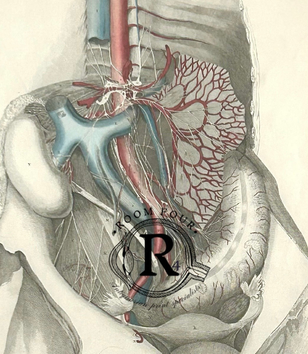 Frühe Anatomie – Tafel XI – ORIGINAL