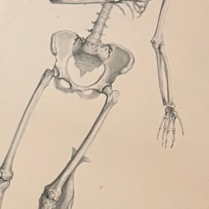 Antiker anatomischer Kupferstich der Nasen- und Mundhöhle – Eidechsen, Tafel LXXIV (Medizinischer Druck aus dem 19. Jahrhundert)