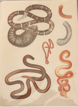 Worm Morphology