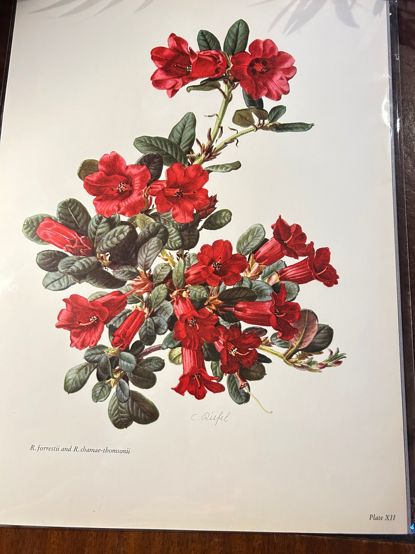 R forrestii and R chamae - thomsonii