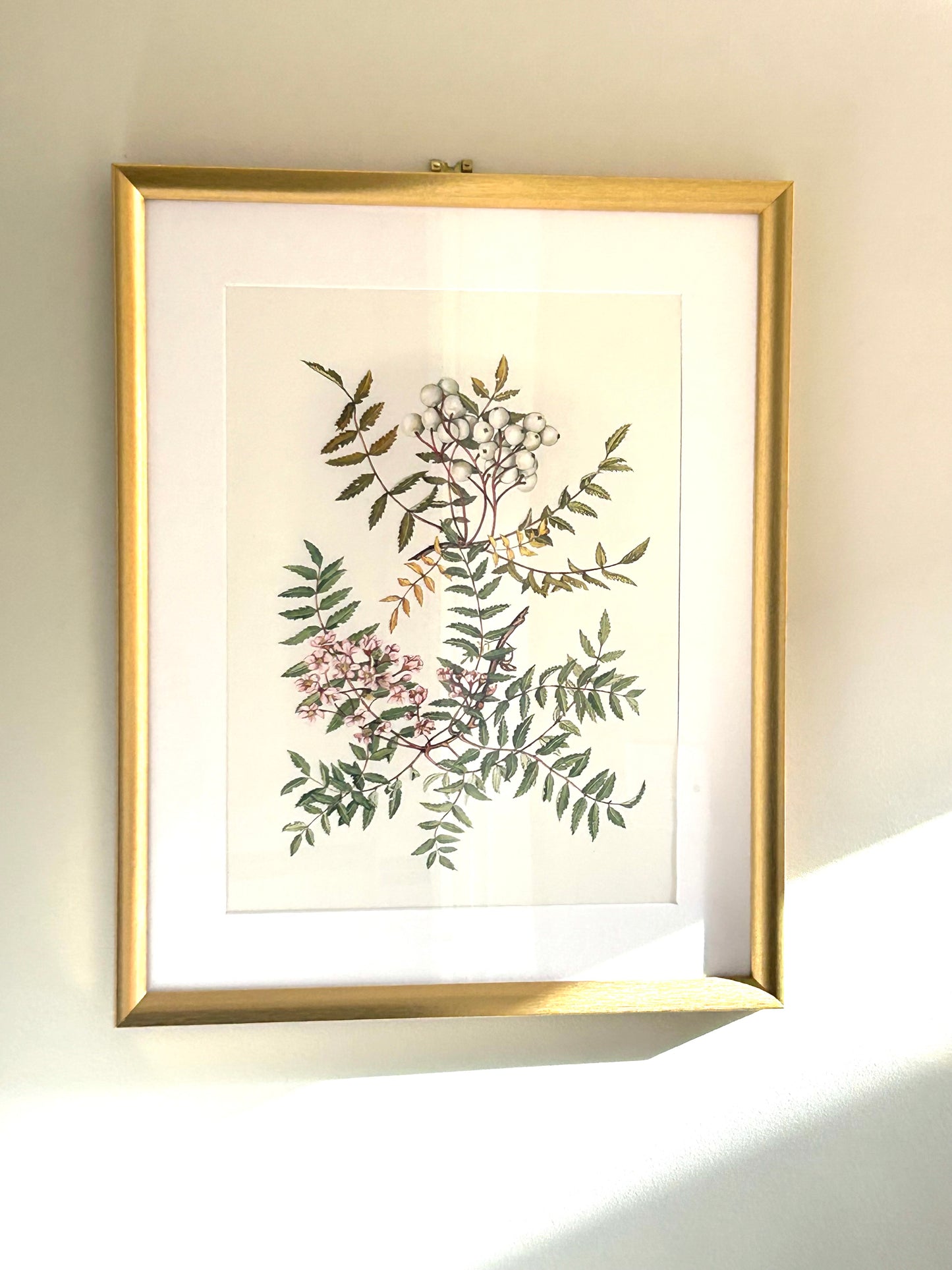 Limited Edition Botanical Print "Sorbus Cashmiriana" by Elizabeth Cameron