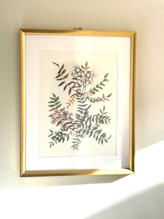 Limited Edition Botanical Print "Sorbus Cashmiriana" by Elizabeth Cameron