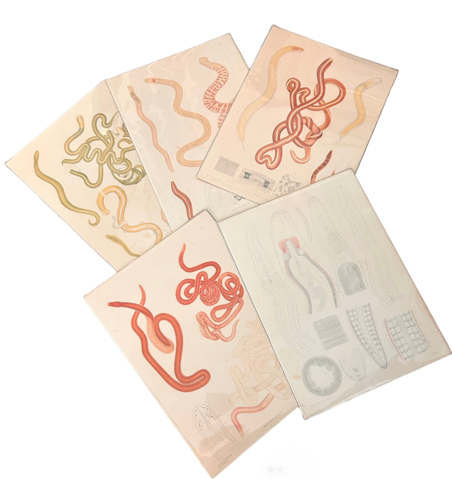 Worm Morphology