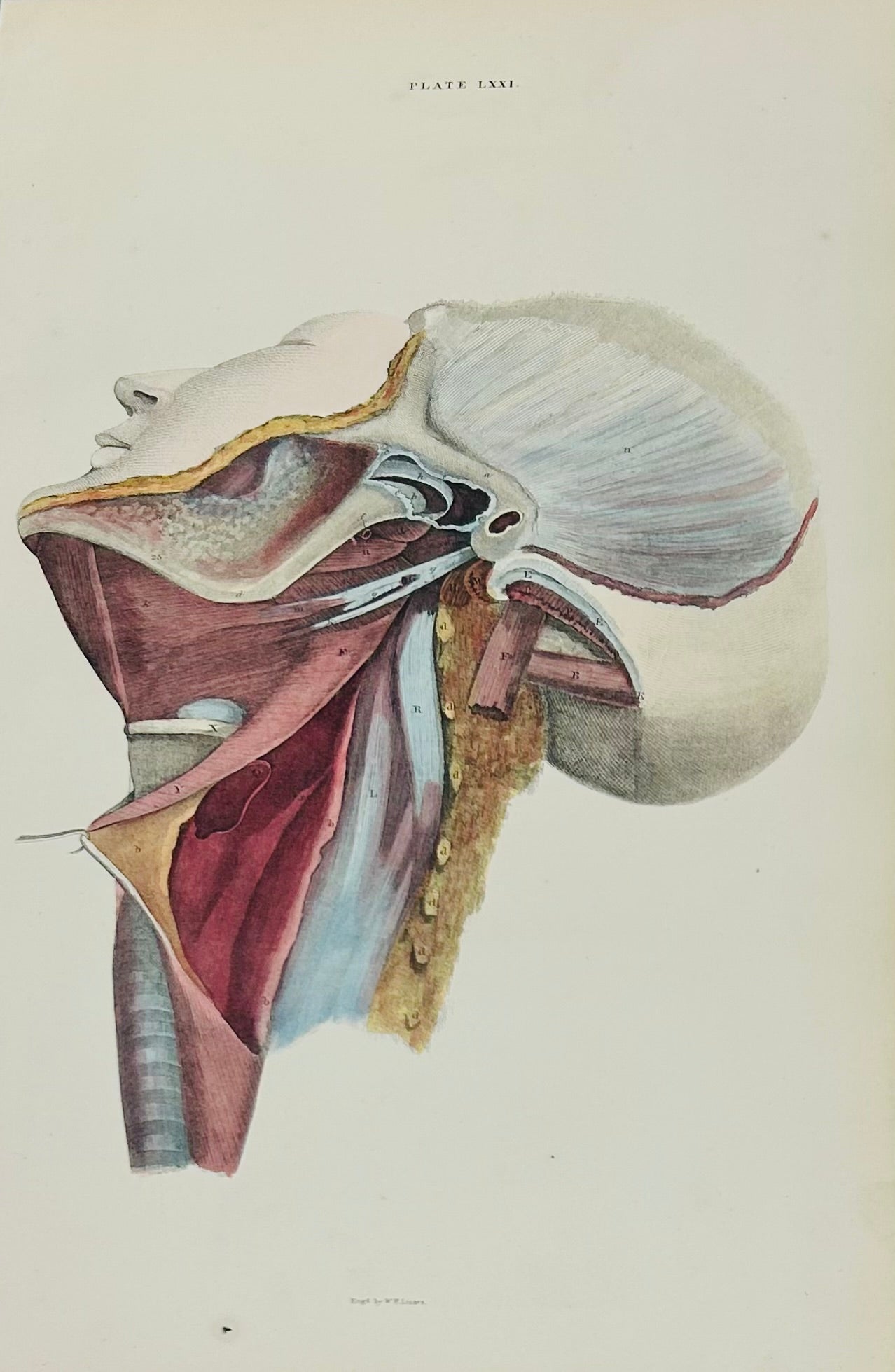 Lizars Antique Anatomical Engraving Head & Neck Structures Plate LXXI - Original 19th Century Illustration