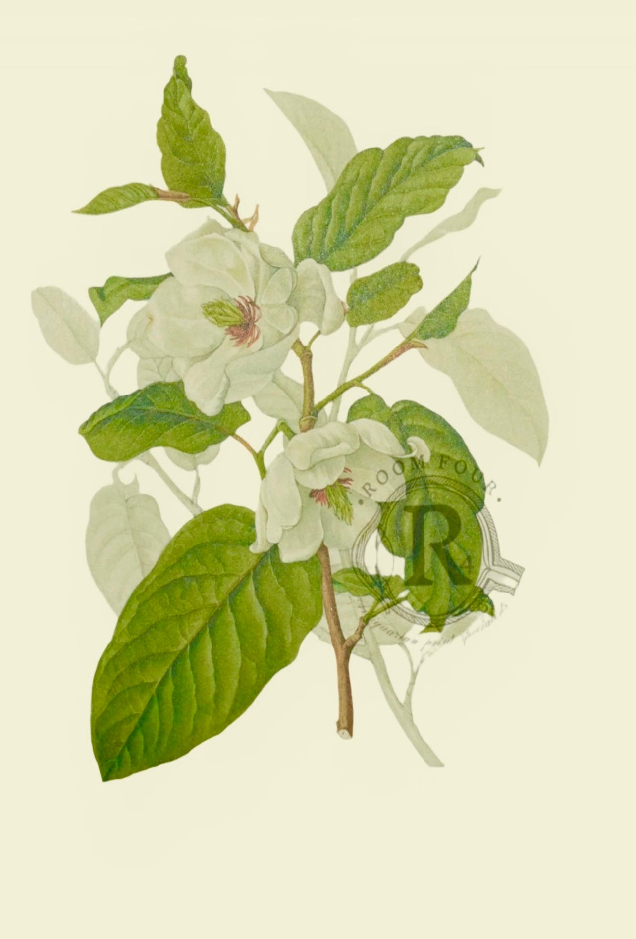 Limited Edition Botanical Print "Magnolia Wilson " by Elizabeth Cameron