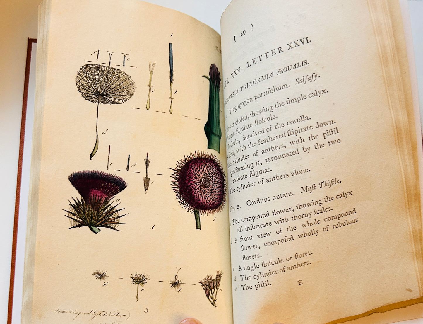 Botanisches Glossar von Thomas Martyn aus dem Jahr 1799 – Antikes wissenschaftliches Buch aus der Linnéschen Zeit (Neu gebunden)