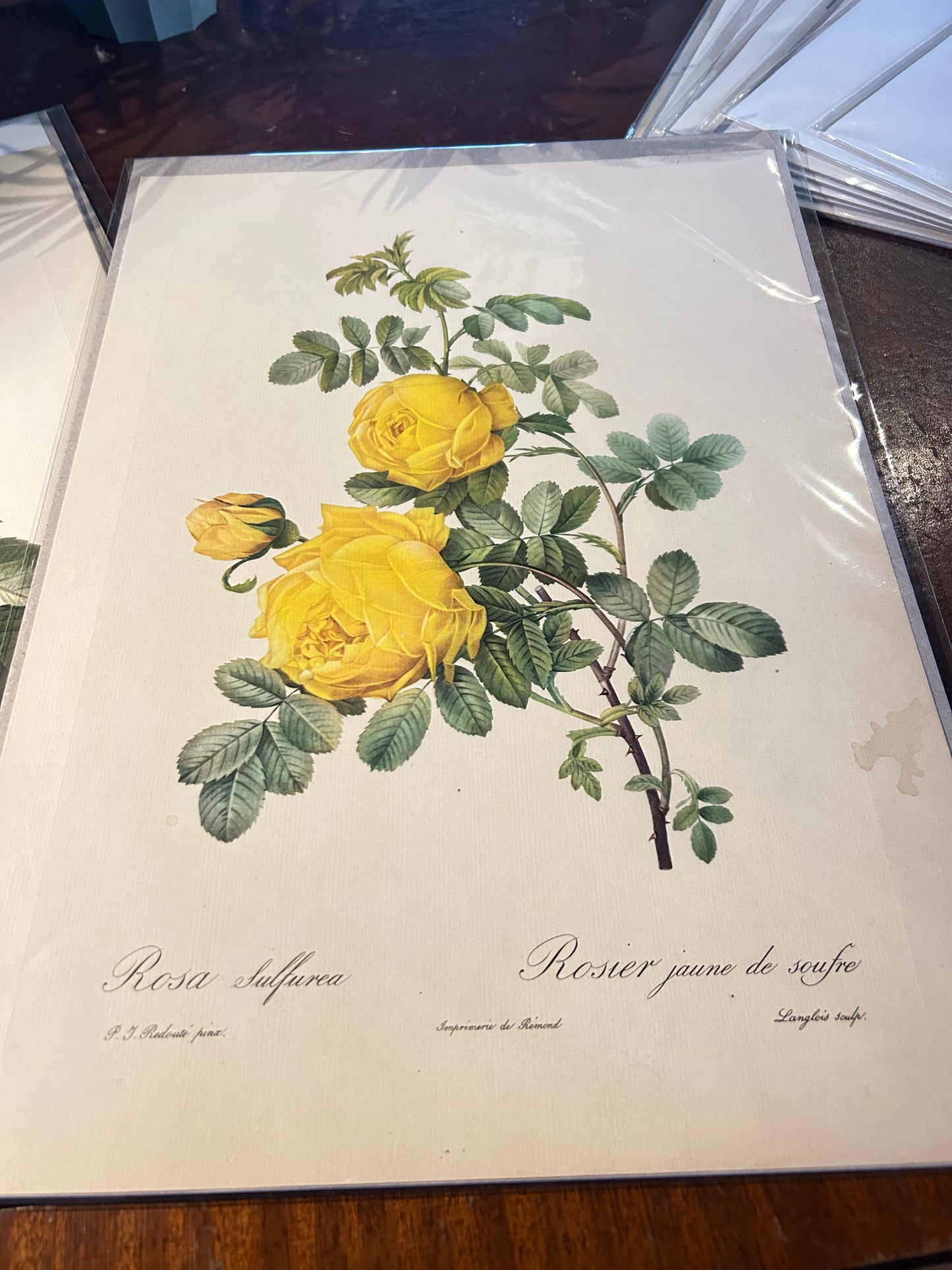 Pierre Redoute Roses 'Rosa Sulfurea' Yellow