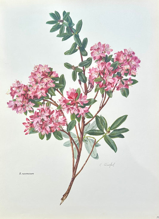 Rhododendron Vintage Print | C. Riefel 1958 Floral - R Racemosum Pink
