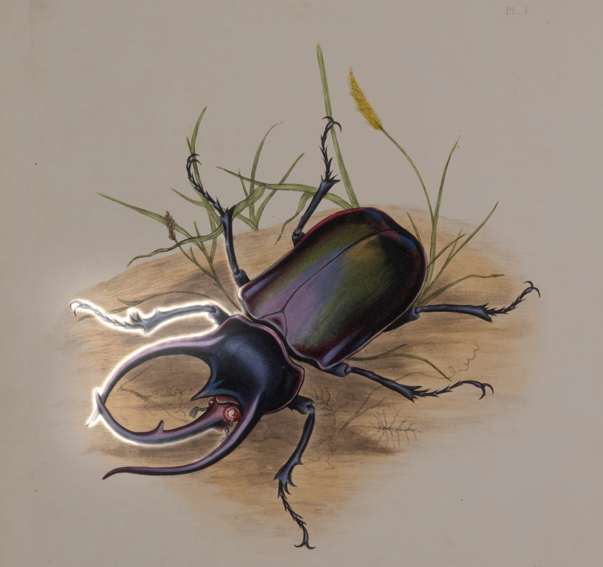 Donovan Beetles of India Natural World Print