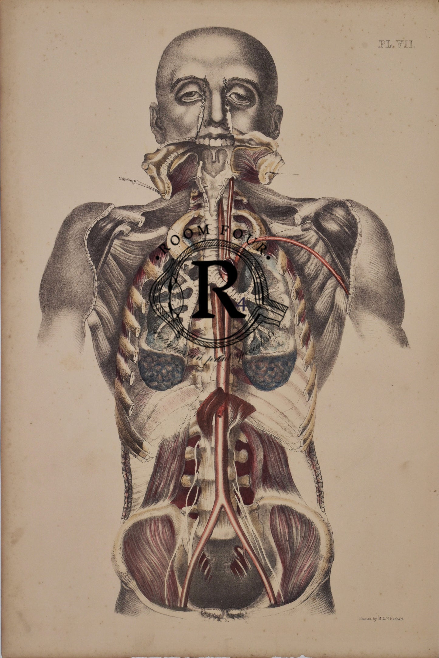 Human Anatomy Lithographic Print 19th Century Plate VII