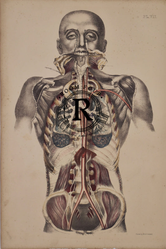 Antique Print Post Mortem Human Muscles, Organs & Vessels (Plate VII, 1800s Sibson Medical Atlas)