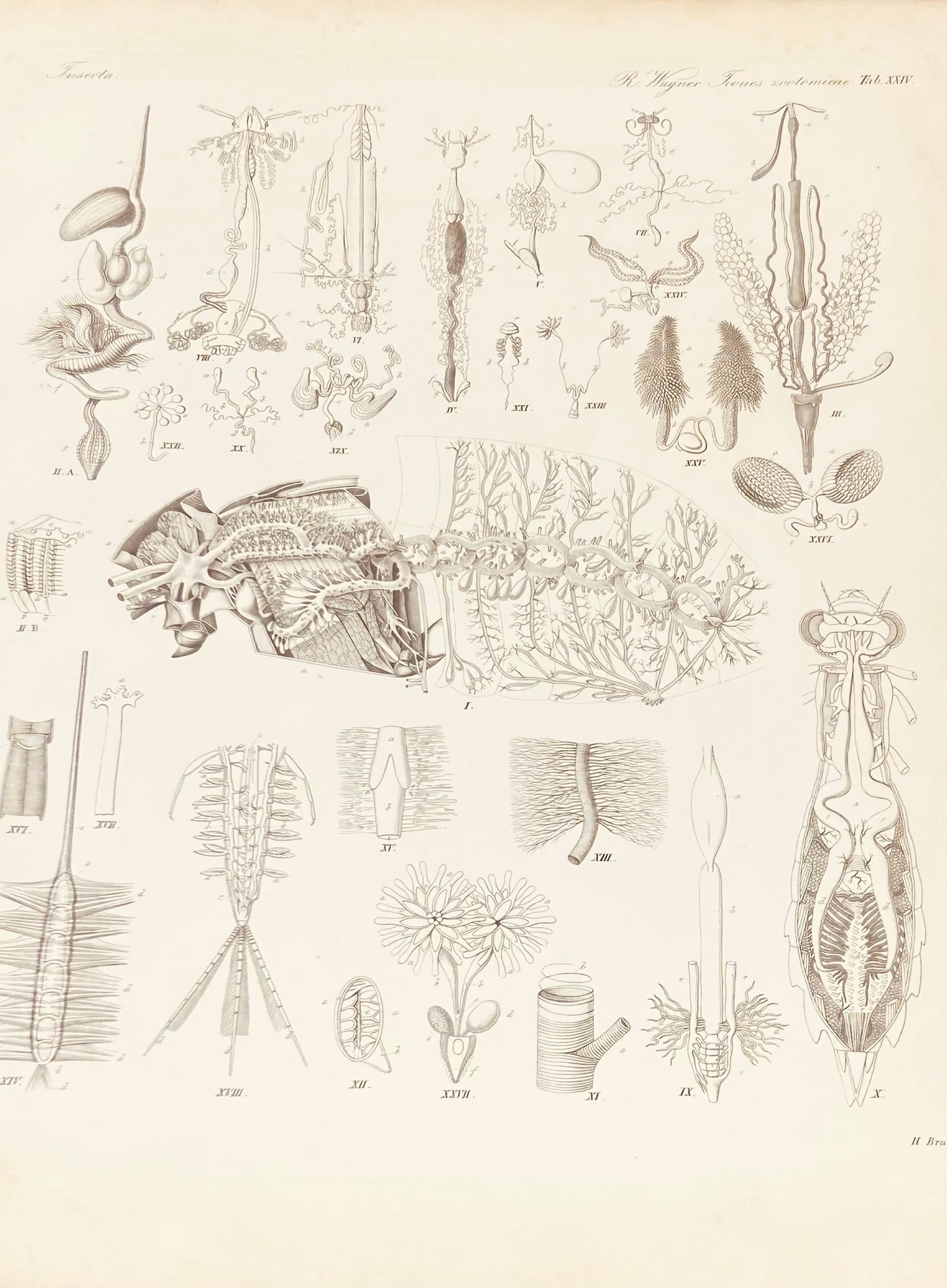 Antique Zoological Print by Wagner 19th century original