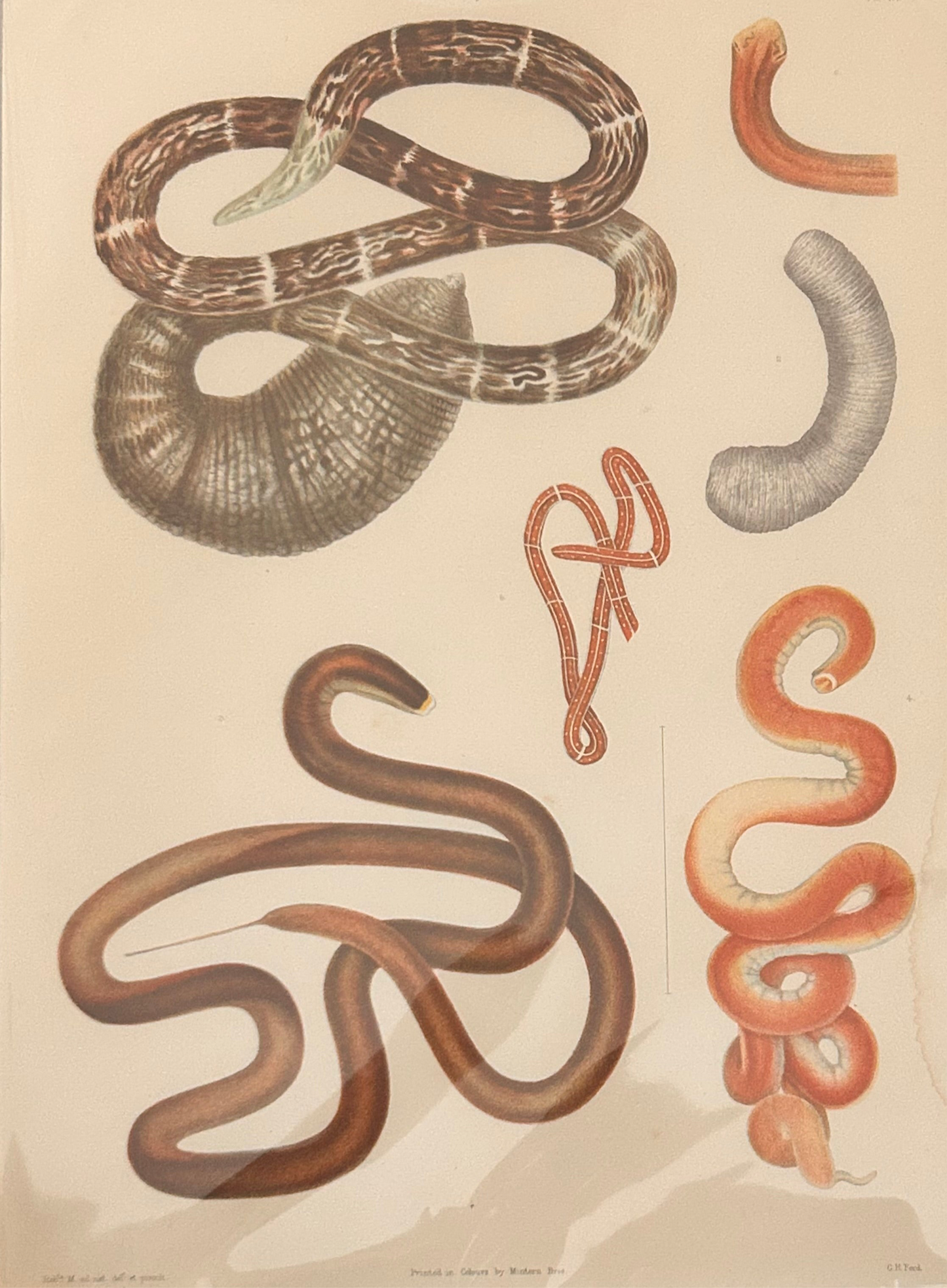 Worm Morphology