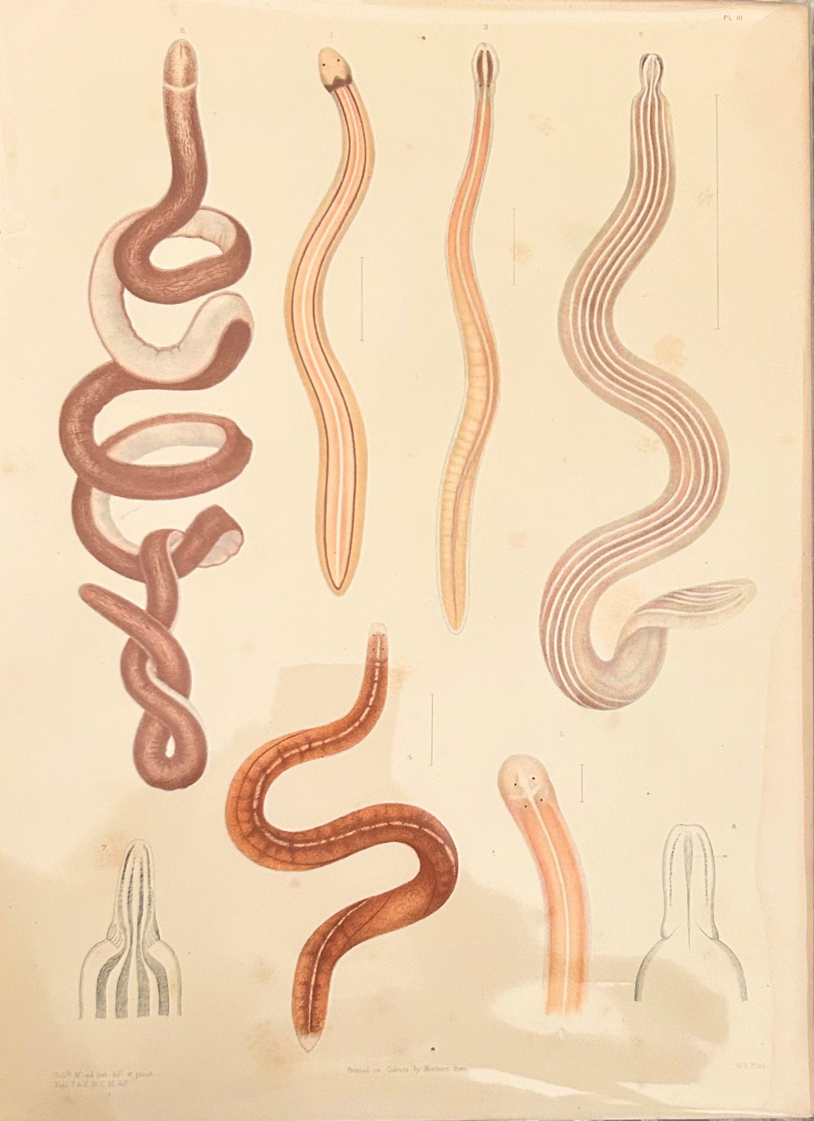 Uncover the quiet elegance of the unseen. This rare scientific illustration—originally published in a 19th-century zoological compendium—captures the diversity of worm-like organisms in exquisite detail. Each form is rendered with anatomical precision, revealing the textures, curves, and segmentation that define these humble yet essential creatures.