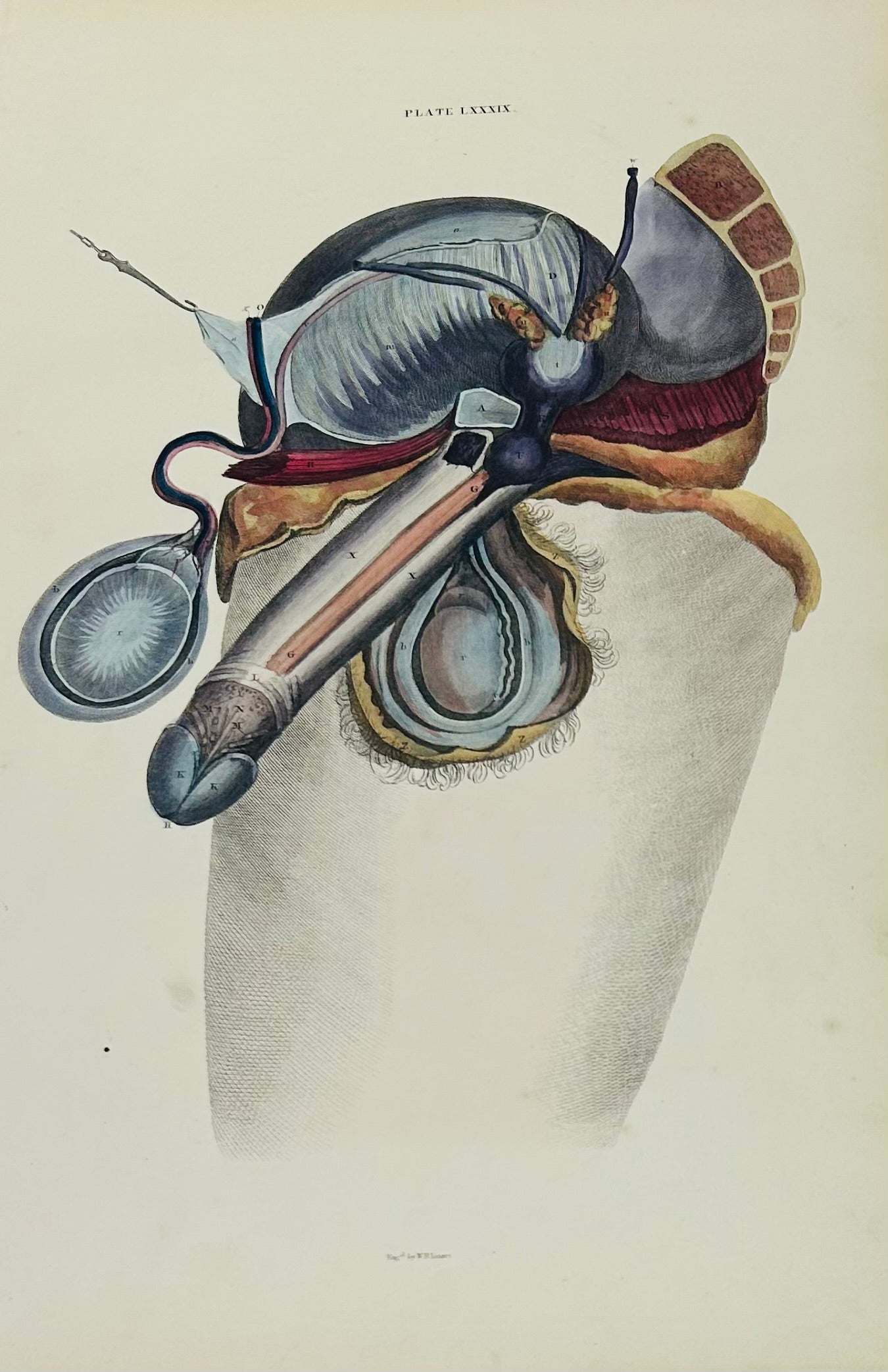 Lizars Anatomical Drawing Plate LXXXIX - Human Male Reproductive Anatomy Original 19th Century Illustration Penis & Testicles