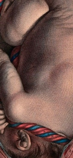W. H. Lizars – Anatomical Print – Foetus at Full Term – Plate XCVI – 19th‑Century Obstetric Illustration Reproduction