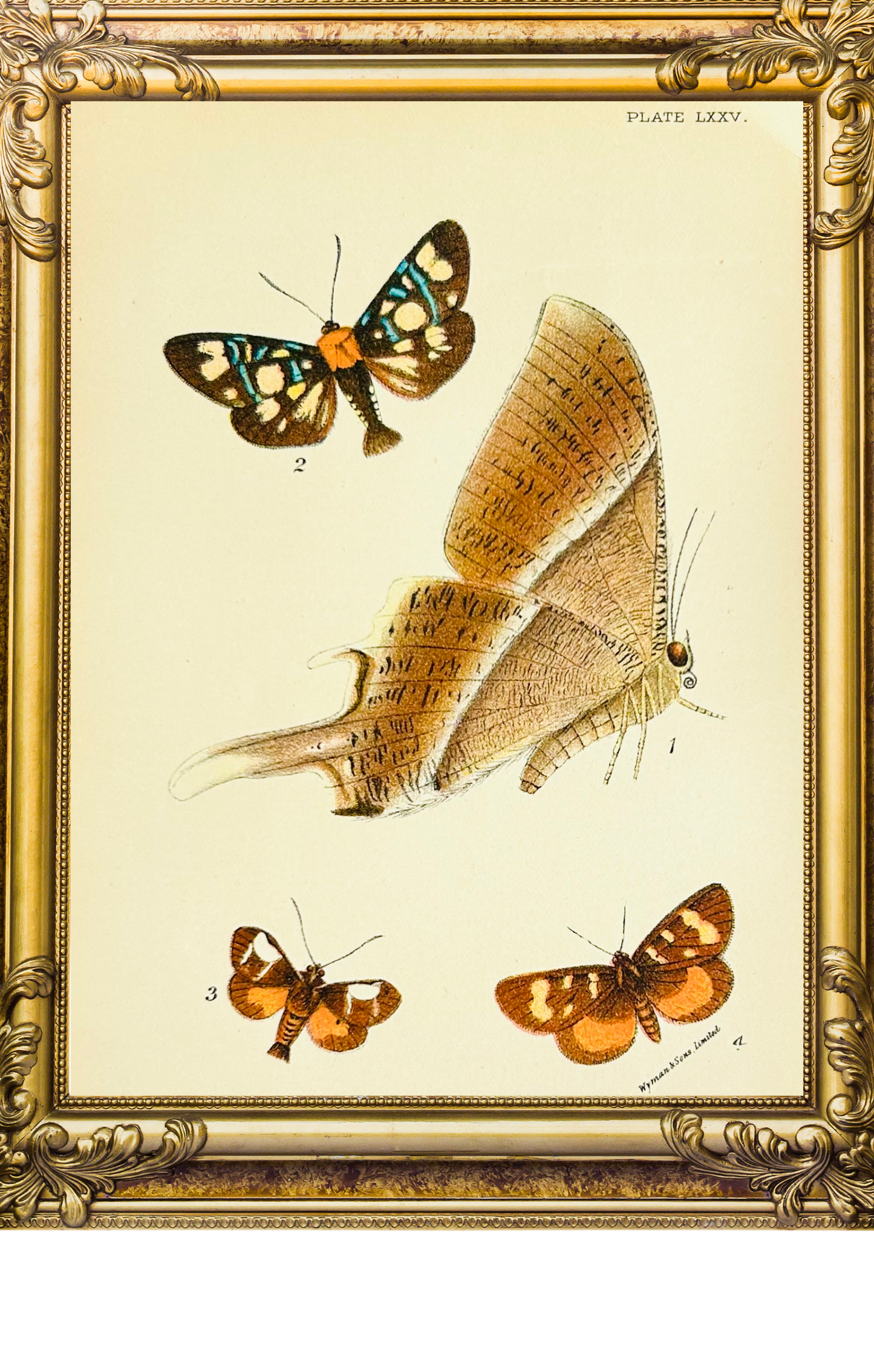 Victorian Butterfly & Moth Book Plate Print (Unframed), 19th Century