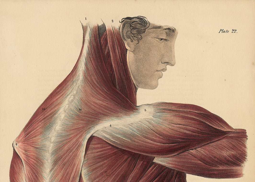 Antiker anatomischer Kupferstich der Nasen- und Mundhöhle – Eidechsen, Tafel LXXIV (Medizinischer Druck aus dem 19. Jahrhundert)