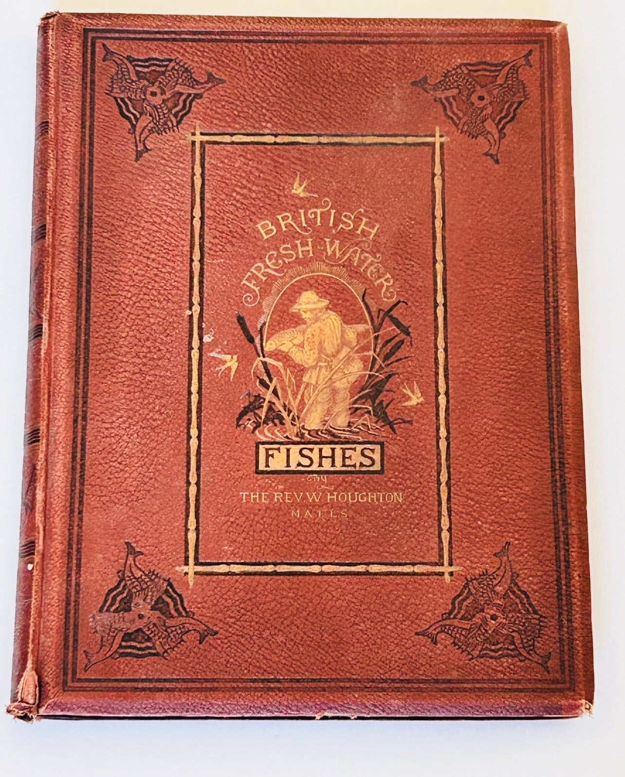 British Freshwater Fishes - Windermere Charr - Antique Print