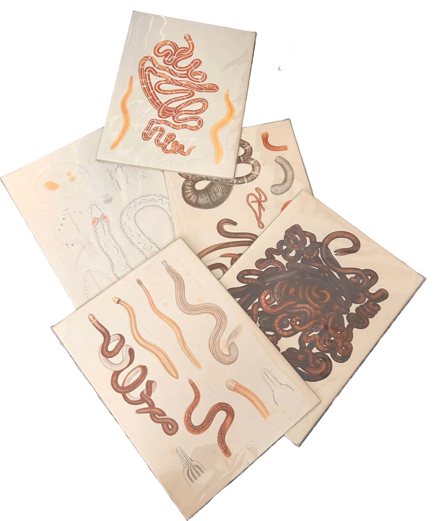 Worm Morphology
