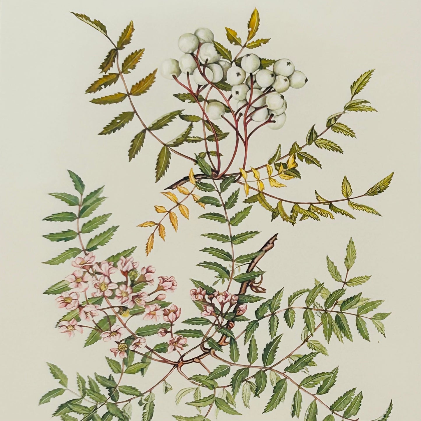 Limited Edition Botanical Print "Sorbus Cashmiriana" by Elizabeth Cameron