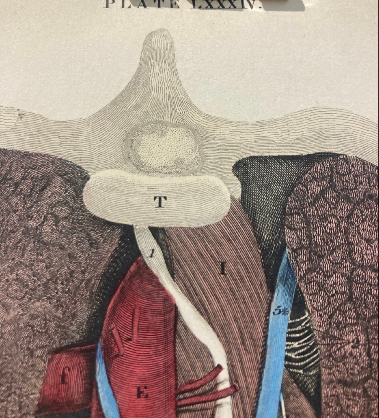 Frühe Anatomie – Tafel LXXXIII – ORIGINAL