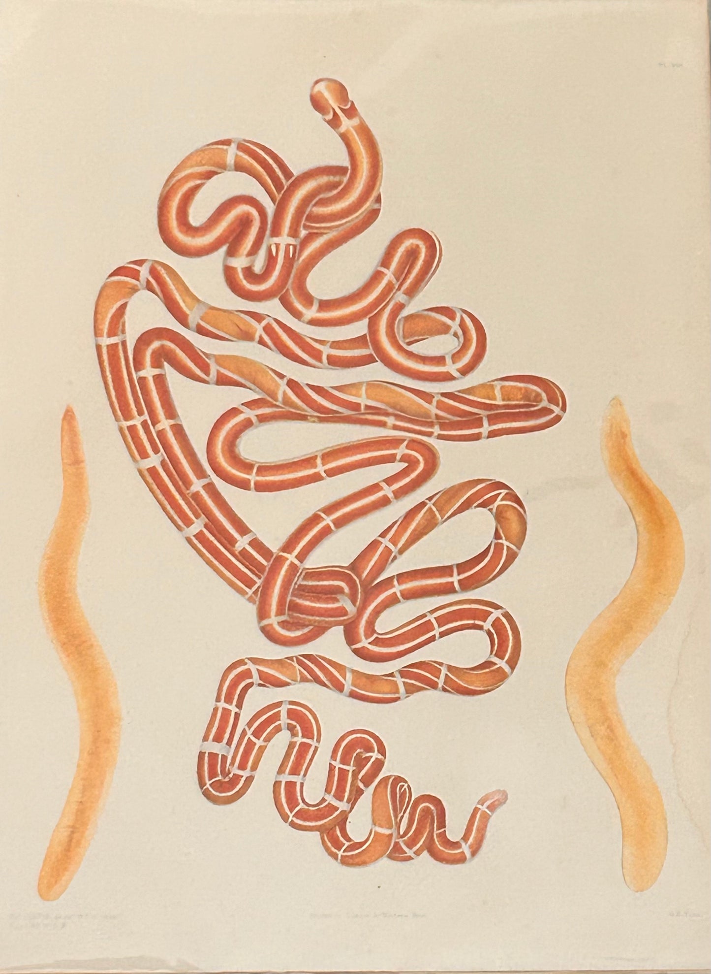Worm Morphology