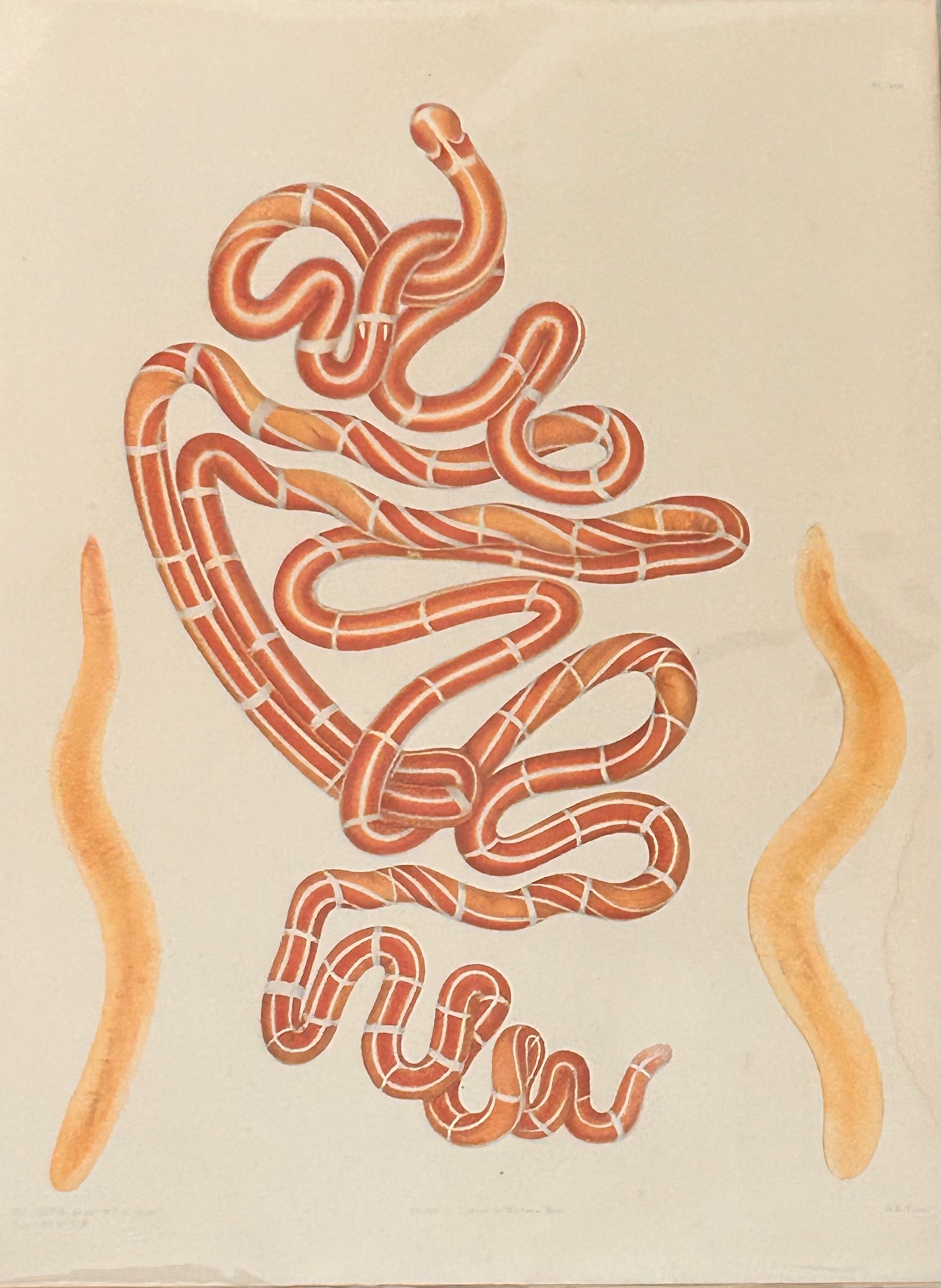 Uncover the quiet elegance of the unseen. This rare scientific illustration—originally published in a 19th-century zoological compendium—captures the diversity of worm-like organisms in exquisite detail. Each form is rendered with anatomical precision, revealing the textures, curves, and segmentation that define these humble yet essential creatures.
