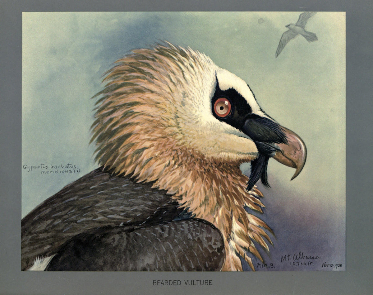 Louis Agassiz Fuertes Bird Prints | Vintage Ornithological Art - Bearded Vulture