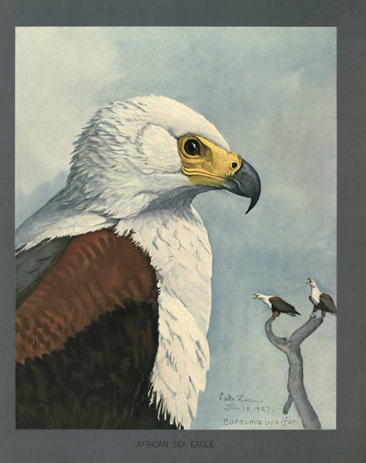 Louis Agassiz Fuertes Bird Prints | Vintage Ornithological Art - African Sea Eagle