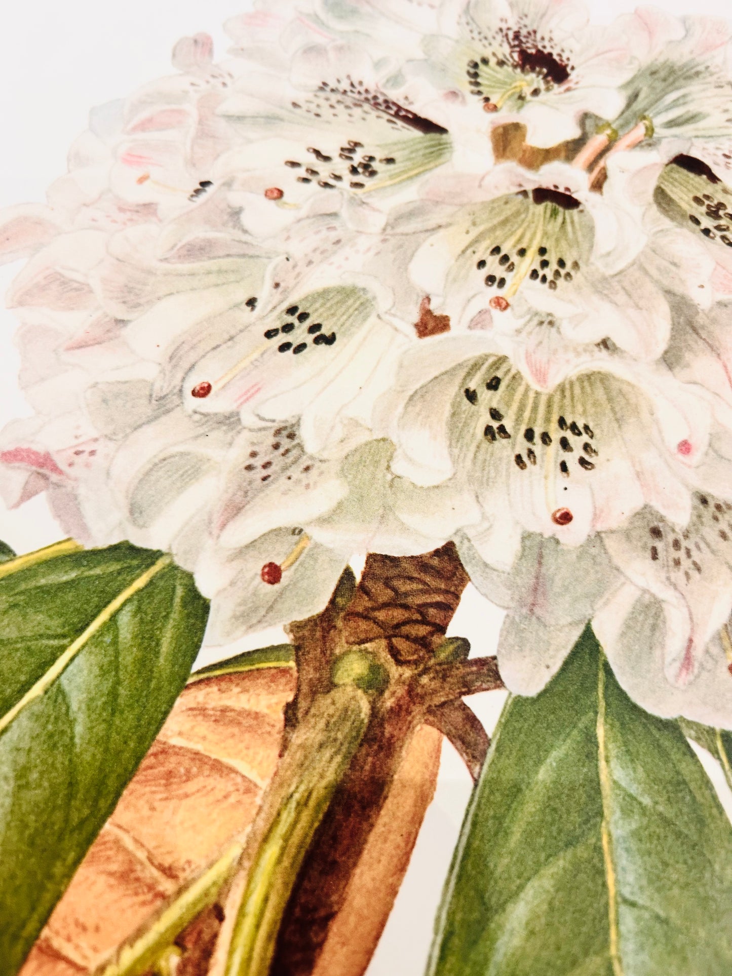 Rhododendron-Vintage-Druck | C. Riefel 1958 Floral - R Rex Tafel XXXI White Blush