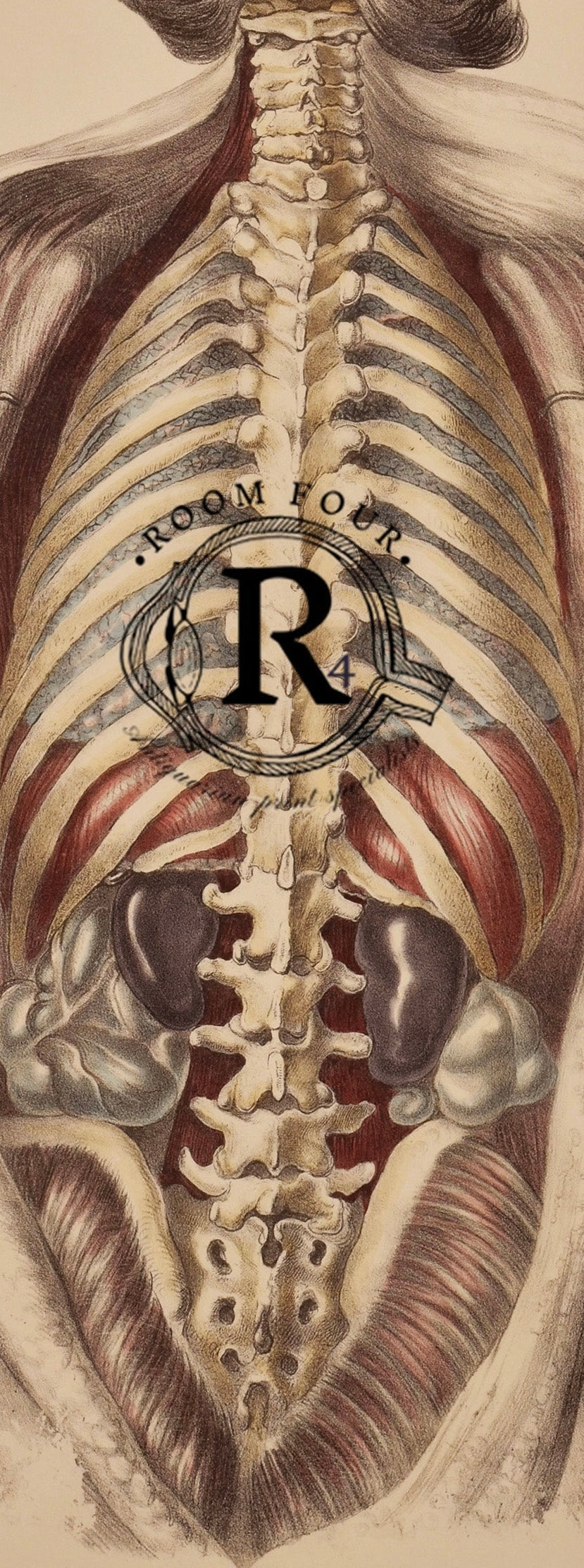 Antique Print - Human Anatomy — Muscles, Spine & Organs | 19th Century Medical Illustration Lithographic Print 19th Century Plate XII