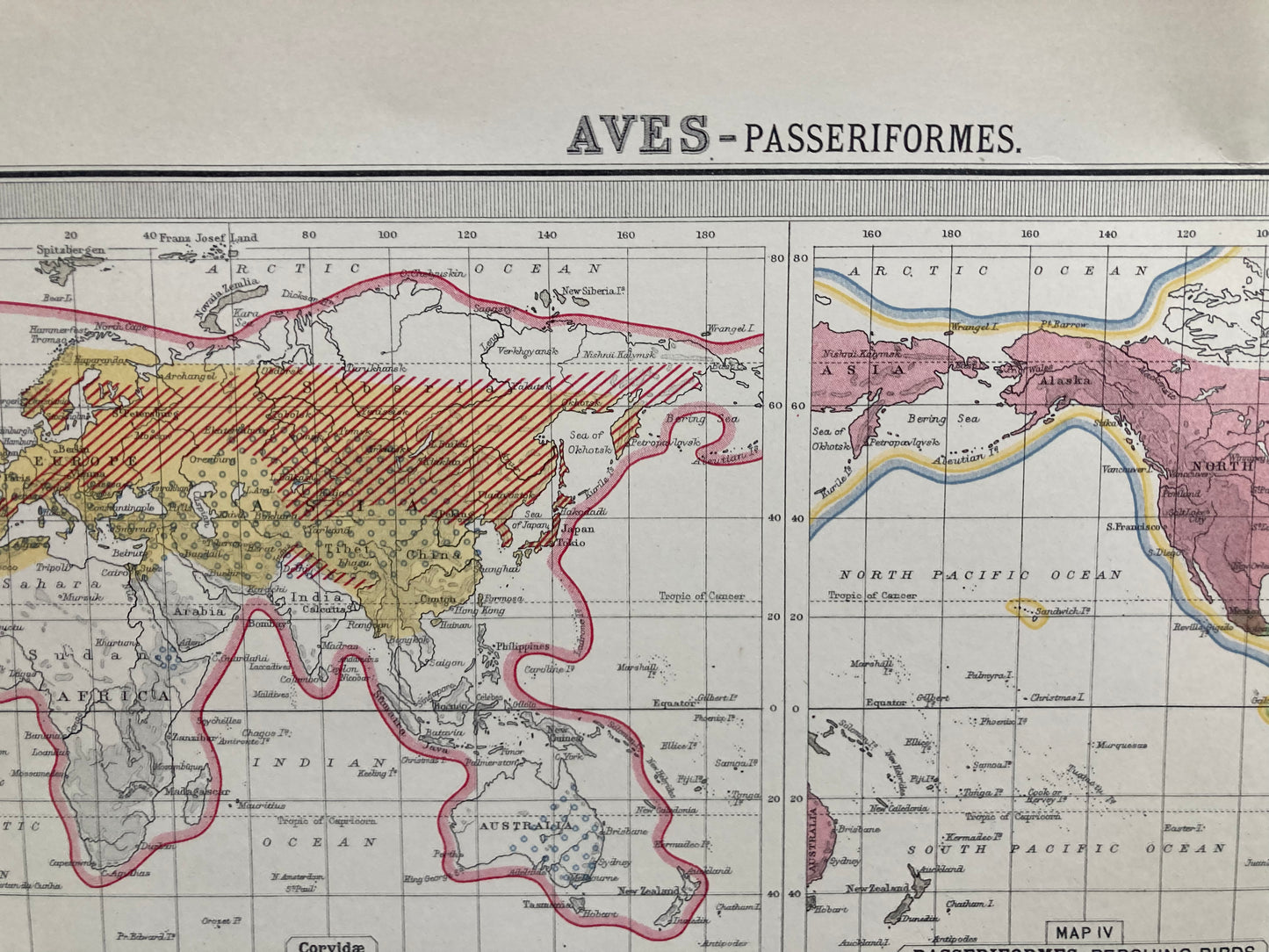 Antique Zoogeography Map - PERCHING BIRDS – Vintage Zoology Chart, early 20th Century