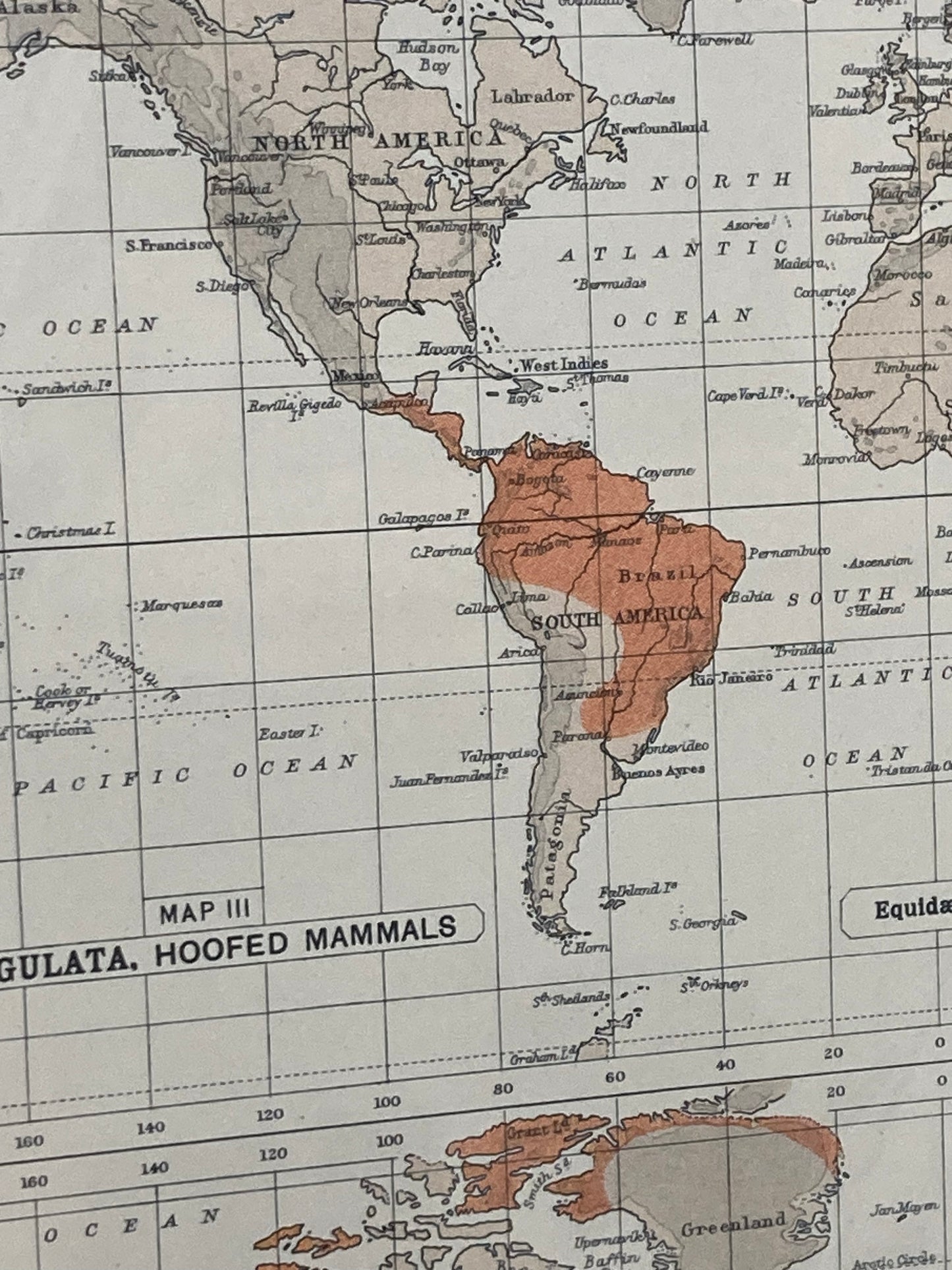 Antique Zoogeography Map - MAMMALIA UNGULATA Vintage Zoology Chart Early 20th Century