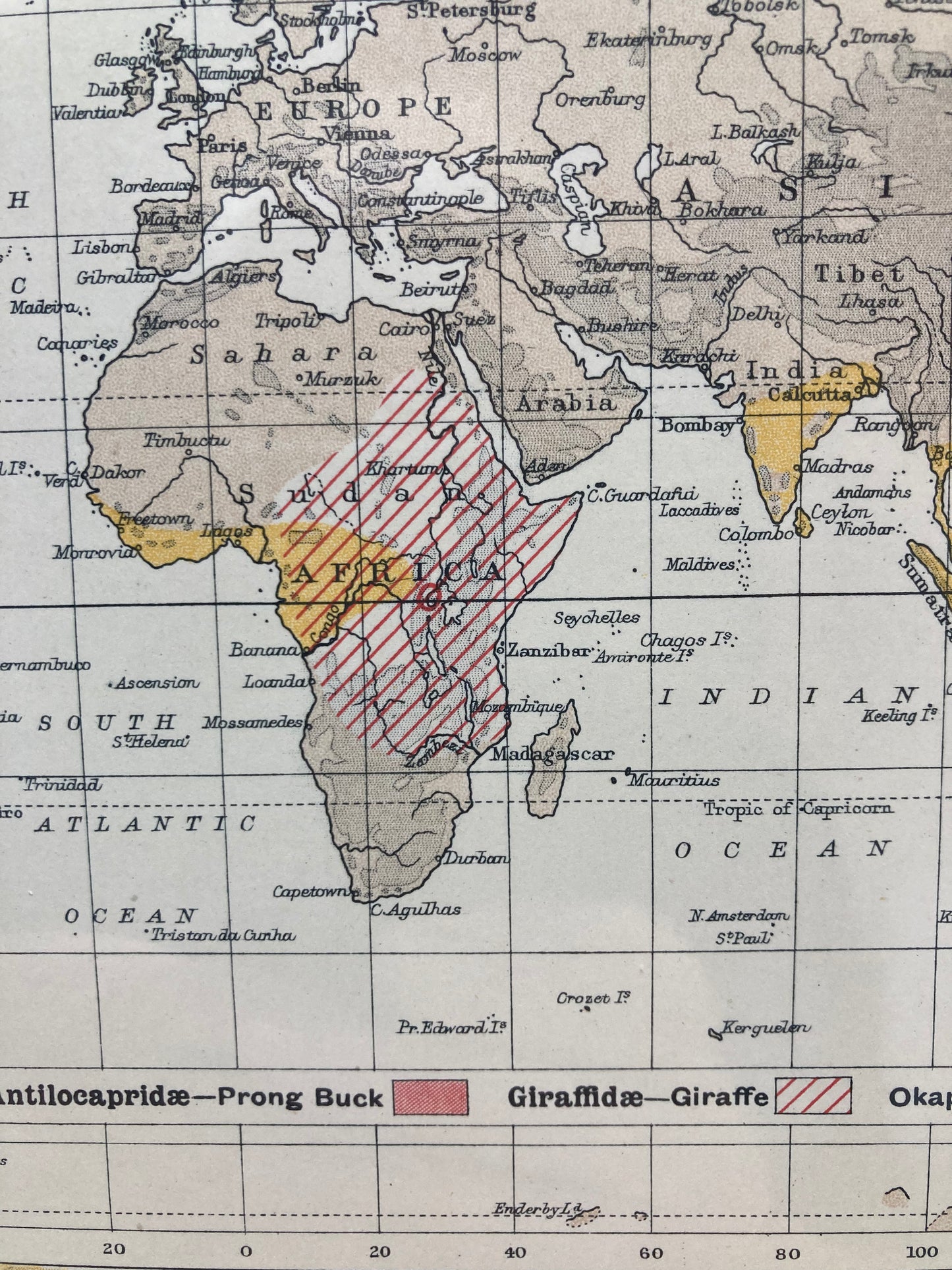 Antique Zoogeography Map - MAMMALIA UNGULATA Vintage Zoology Chart Early 20th Century