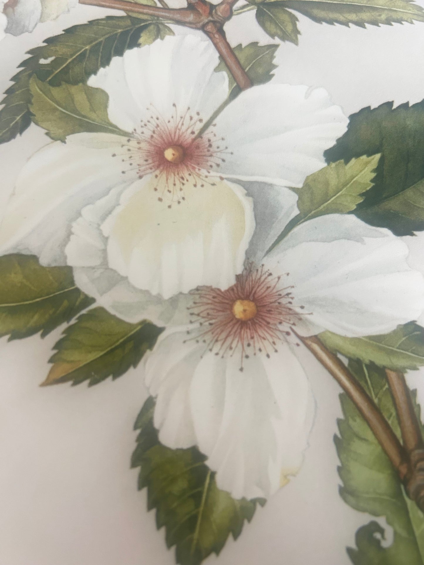 Limited Edition Botanical Print by Elizabeth Cameron "Eucryphia x nymansensis nymansay"