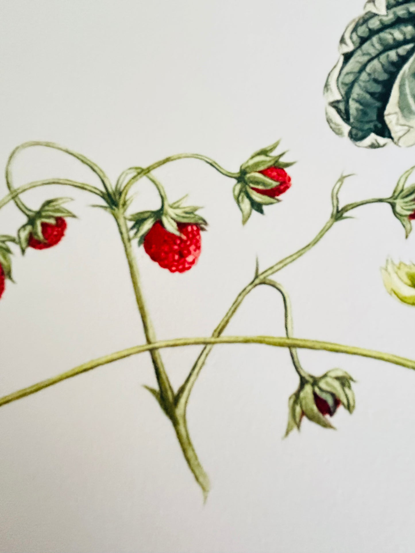 Limited Edition Botanical Print by Elizabeth Cameron "Fragaria Vesca Variegate"