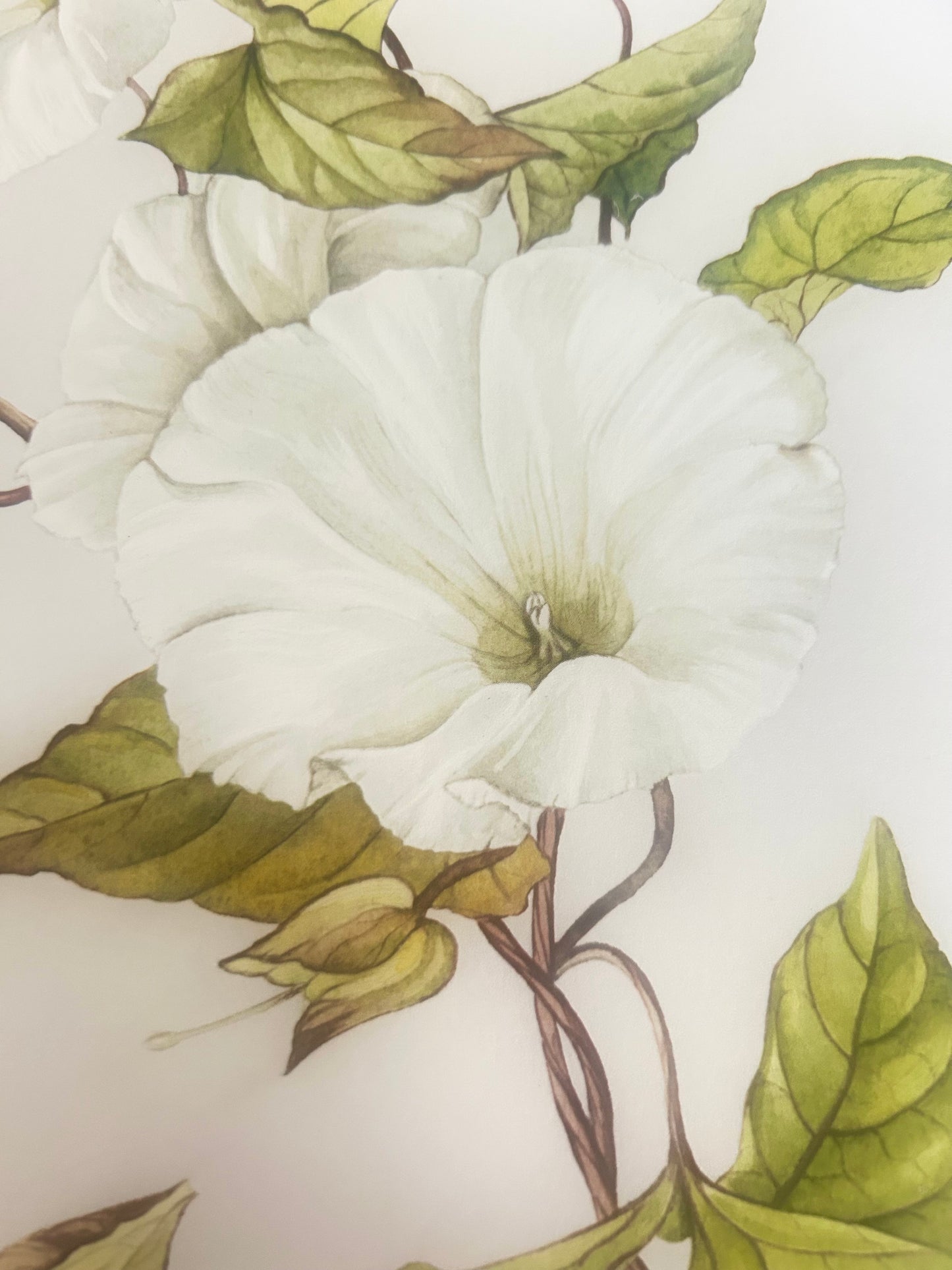 Limited Edition Botanical Print by Elizabeth Cameron "Calystegia Sepium"
