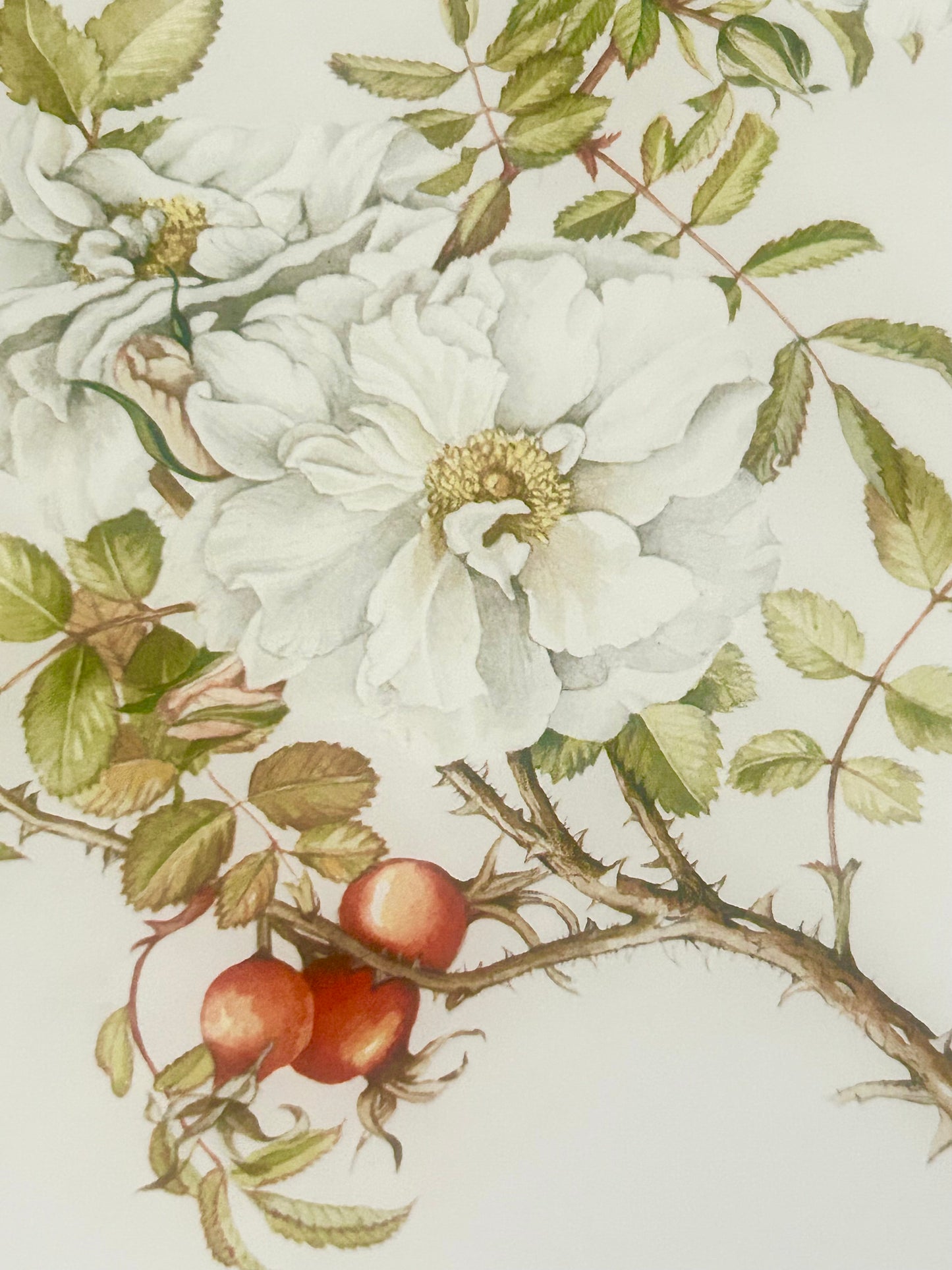 Limited Edition Botanical Print by Elizabeth Cameron "Rosa Rugosa Sneezwerg"