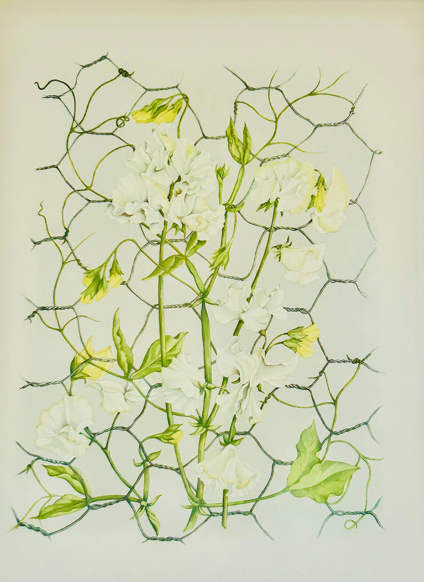 Limited Edition Botanical Print by Elizabeth Cameron "Lathyrus Odoratus Swan Lake"