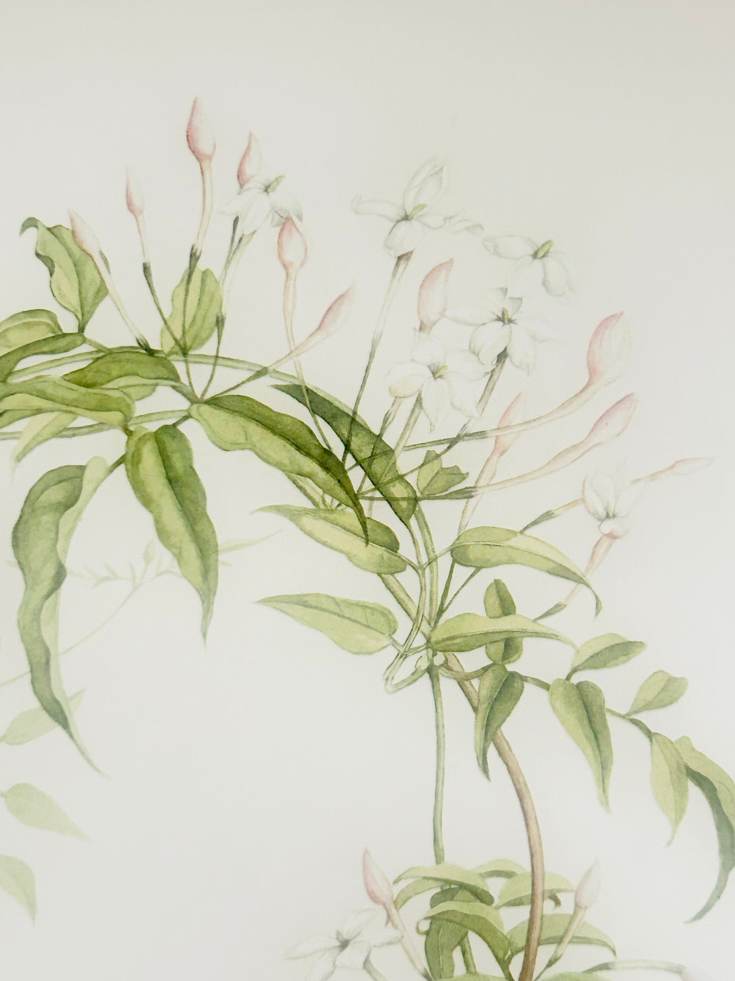 Limited Edition Botanical Print by Elizabeth Cameron "Jasmin Polyanthum"