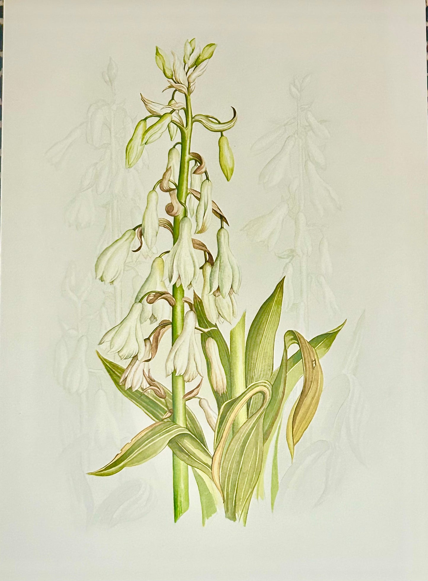 Limited Edition Botanical Print by Elizabeth Cameron "Galtonia Candicans"