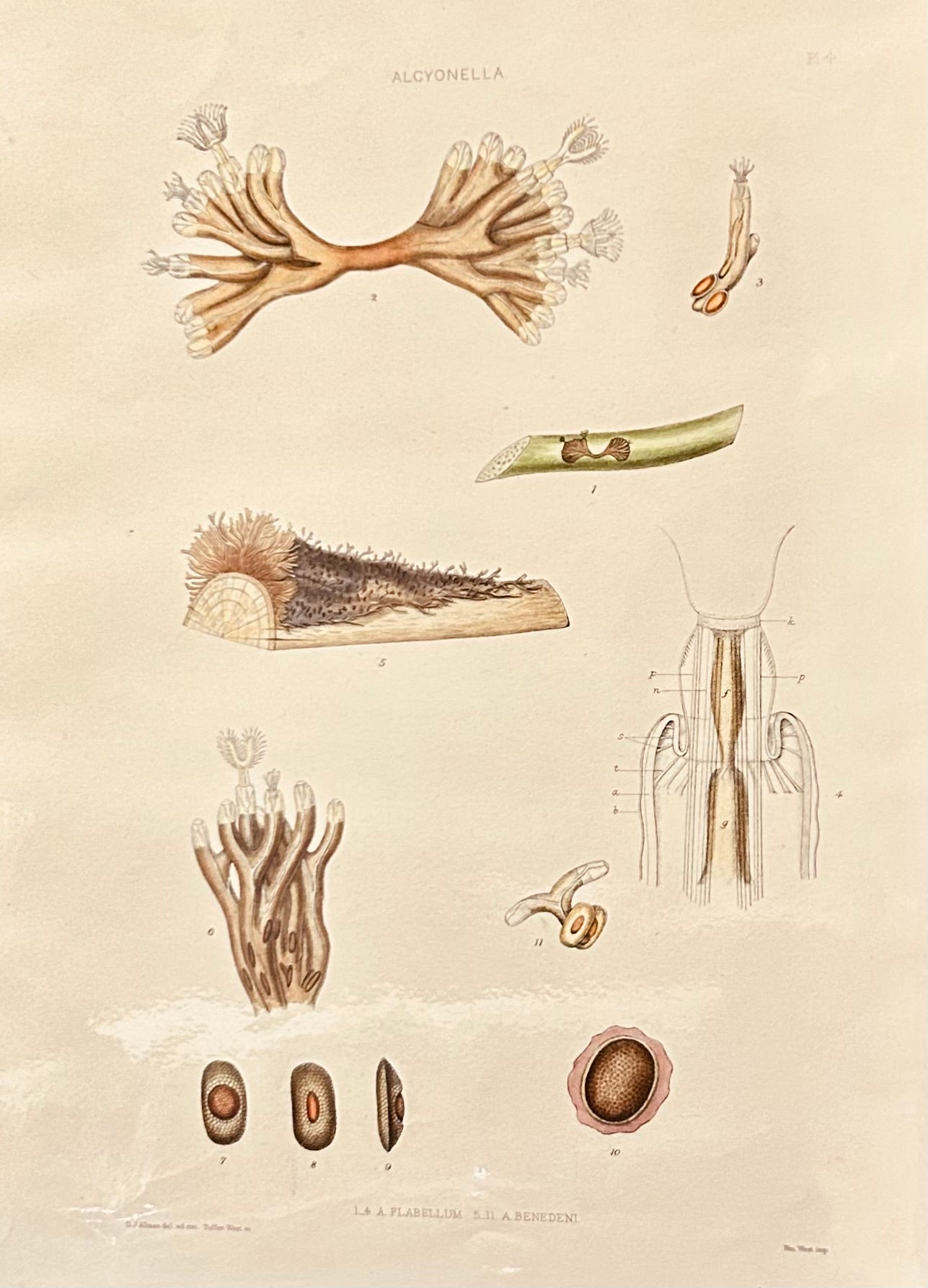 The Ray Society publication related to Plumatella Alcyonella Flabellum & Benedeni
